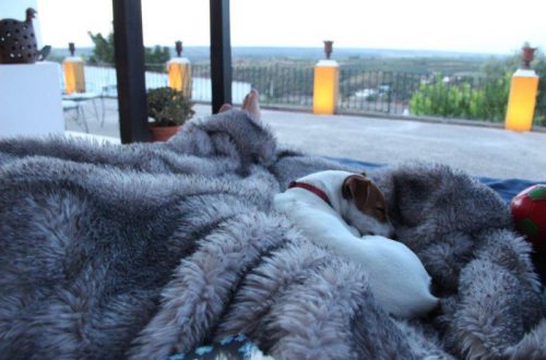 Kurztrip nach Portugal, Casa da Moira in Avis. Kuscheln auf der Terrasse mit dem kleinen Hund