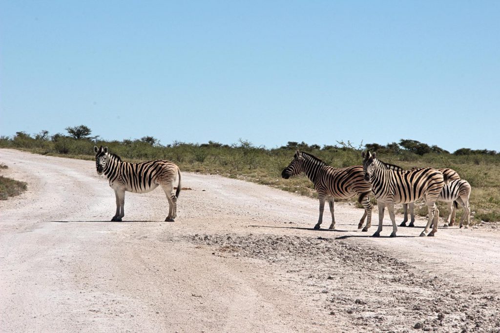 Namibia Safari mit Kindern