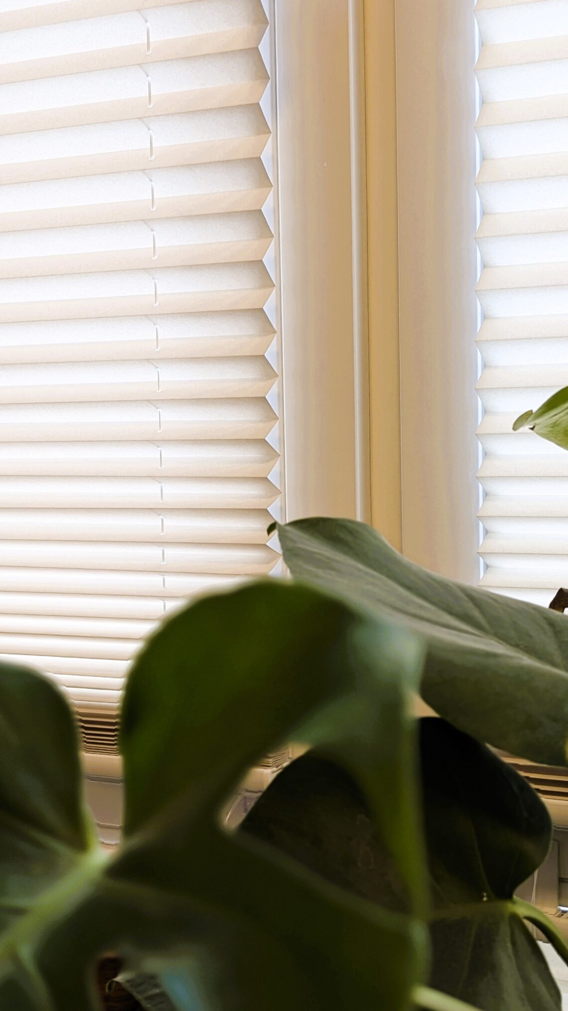 Eine Nahaufnahme von einem Plissee ohne Bohren vor zwei Fenstern